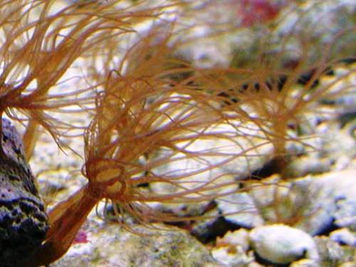 aiptasia-sea-anemone.jpg