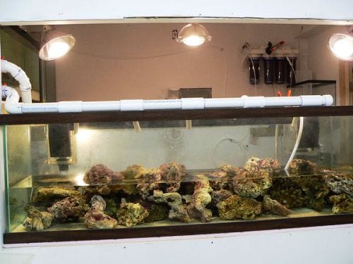 Moving An Aquarium