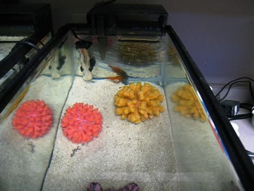 Fish Hospotal Tank