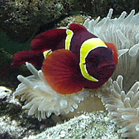 Maroon Clownfish