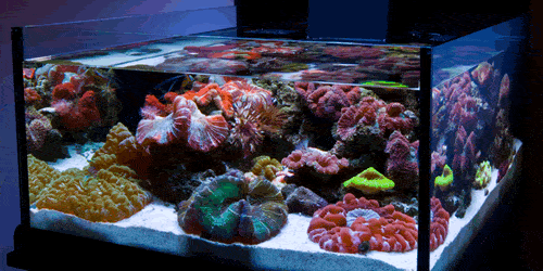 Nano Aquarium