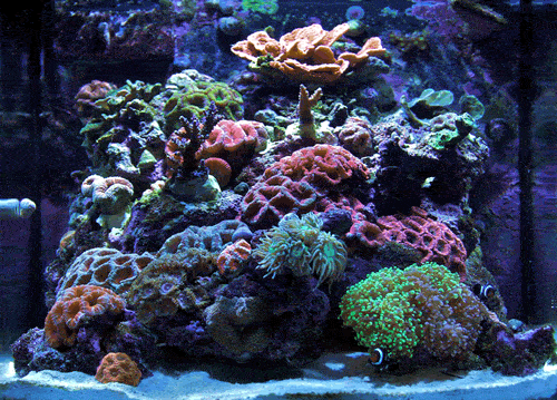 Nano Fish Aquarium